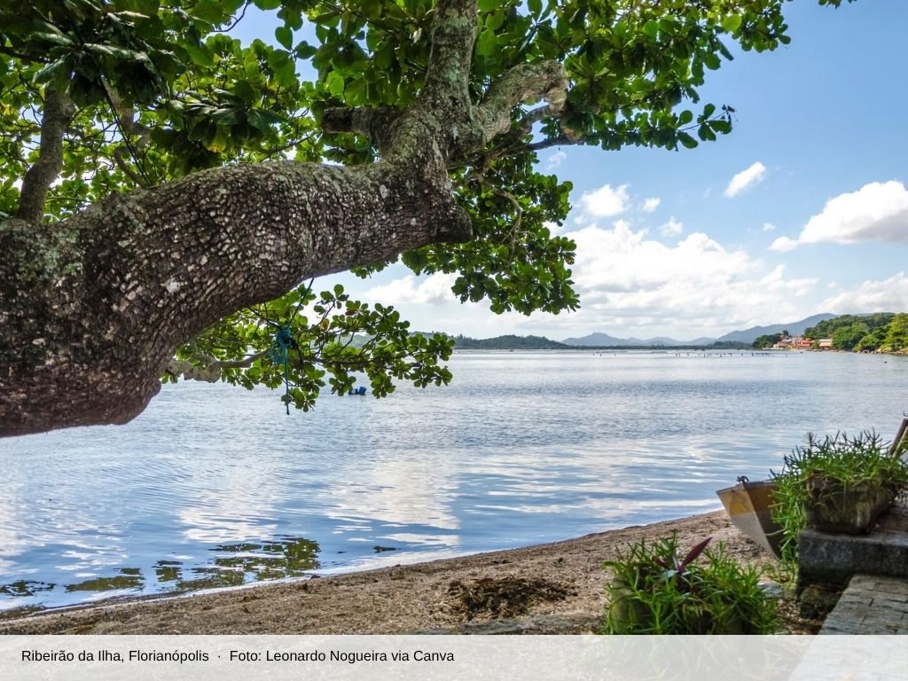 Orla calma do Ribeirão da Ilha sob uma árvore
